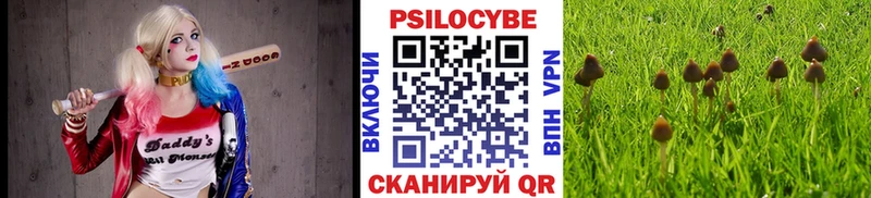 кракен   Неман  Псилоцибиновые грибы Cubensis 